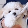 生後2ヵ月の『小型犬…