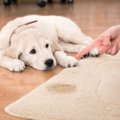 愛犬はどう？犬が『…