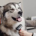 犬との暮らしに役立…