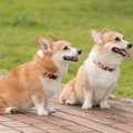『2匹目の犬』をお迎…