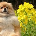 「負けない！」菜の…