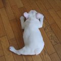 お散歩デビューで分…