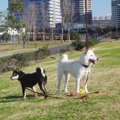 犬と住むのは都会と…