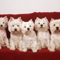 こんな生活してみた…