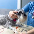 犬が『高血圧』にな…