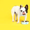 犬が見せる『満腹サ…