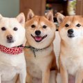 一見仲良しな『犬の3…