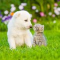 犬だって毛づくろい…