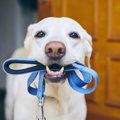 犬が『散歩嫌い』に…