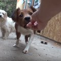 驚きのエンディング…