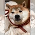 【爆笑】お散歩はパ…