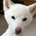サマーカットをした…