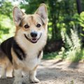 犬が持っている３つ…
