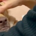 実家に帰省中、犬が…