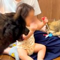 猫が赤ちゃんからお…