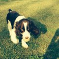 子犬が興奮している…