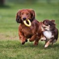 愛犬のために危険性…