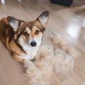 犬の抜け毛に効果的なグッズ！おすすめブラシ10選をご紹介！