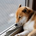 愛犬に絶対寂しい思…