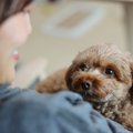 犬が飼い主にべった…