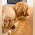 双子の大型犬→３個ず…