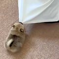 まんまるの『極小赤…