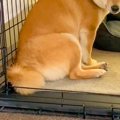 お留守番のため『ハ…