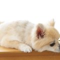 犬に『頼りにならな…