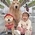 1歳の女の子と犬2匹…