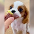 子犬に大好物の『芋…