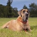 『寿命が短い犬種』…