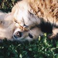 犬の血液は猫にも輸…