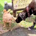 『超大型犬にイキっ…