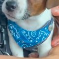 散歩中、偶然『飼い…