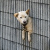 現代の犬のほとんど…