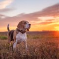 犬は『時間』が分か…
