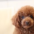 体臭が強い犬と弱い…
