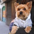 犬を飼っている人と…