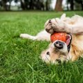 犬が食後や散歩後に…