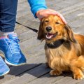 犬の体が汚れる原因…