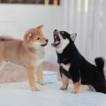 犬を一度飼うとまた…