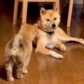 子犬が『構ってほし…