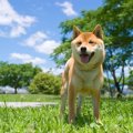 犬が『発情期』の時…
