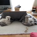 こんなに神聖なこた…