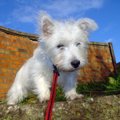 犬が道路の側溝を嫌…