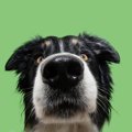 犬が飼い主の『股の…