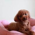 犬も「猫をかぶる」…