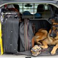 自然災害と犬　一緒…