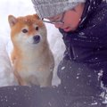 大雪の中、雪かきを…