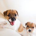 子犬を「かわい過ぎ…